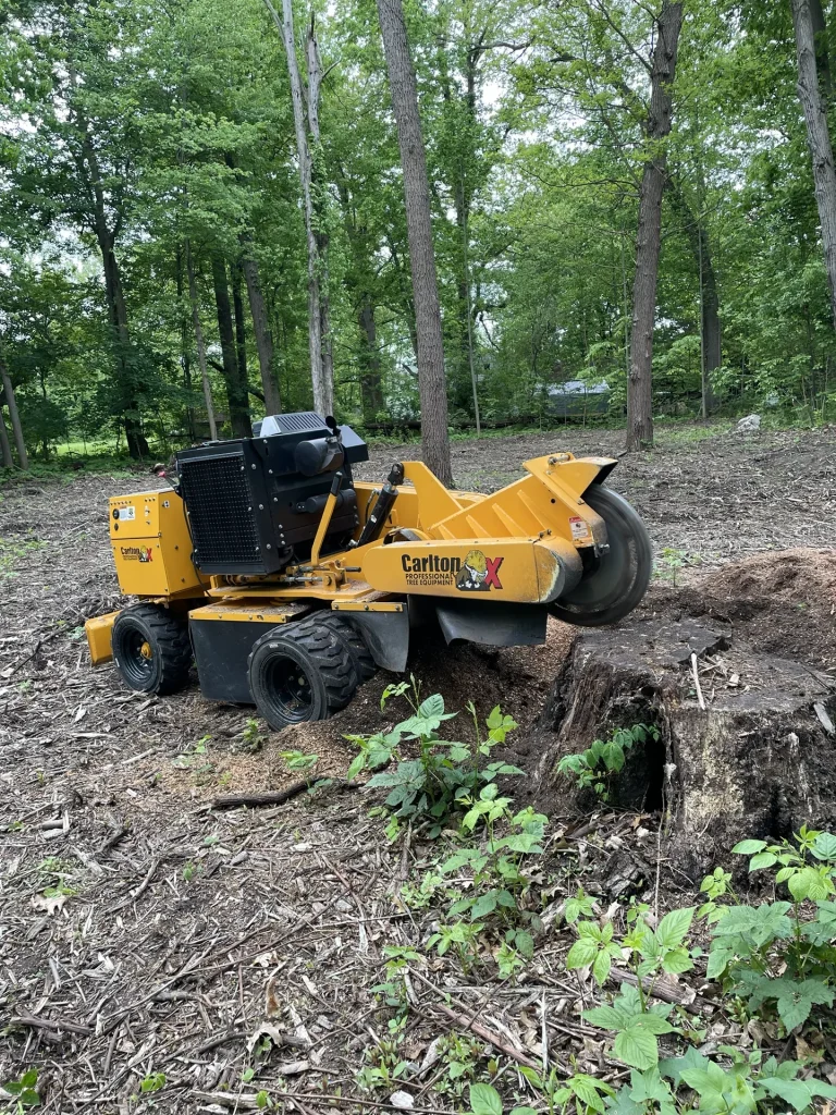 Better Way Land Management LLC Carlton professional stump grinder machine actively grinding large tree stump in wooded residential clearing