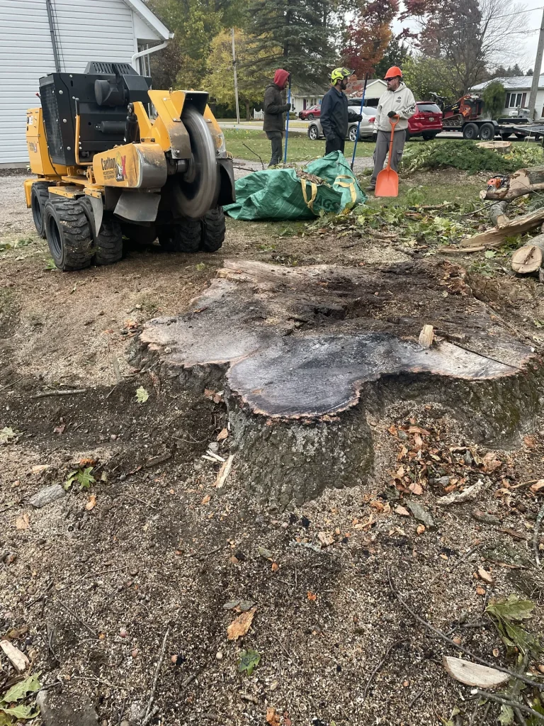 Better Way Land Management LLC crew with Carlton stump grinder preparing to remove large cut tree stump in residential yard