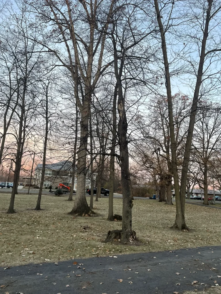 Better Way Land Management LLC maintains mature deciduous trees in suburban park setting with dormant winter landscape in Ohio